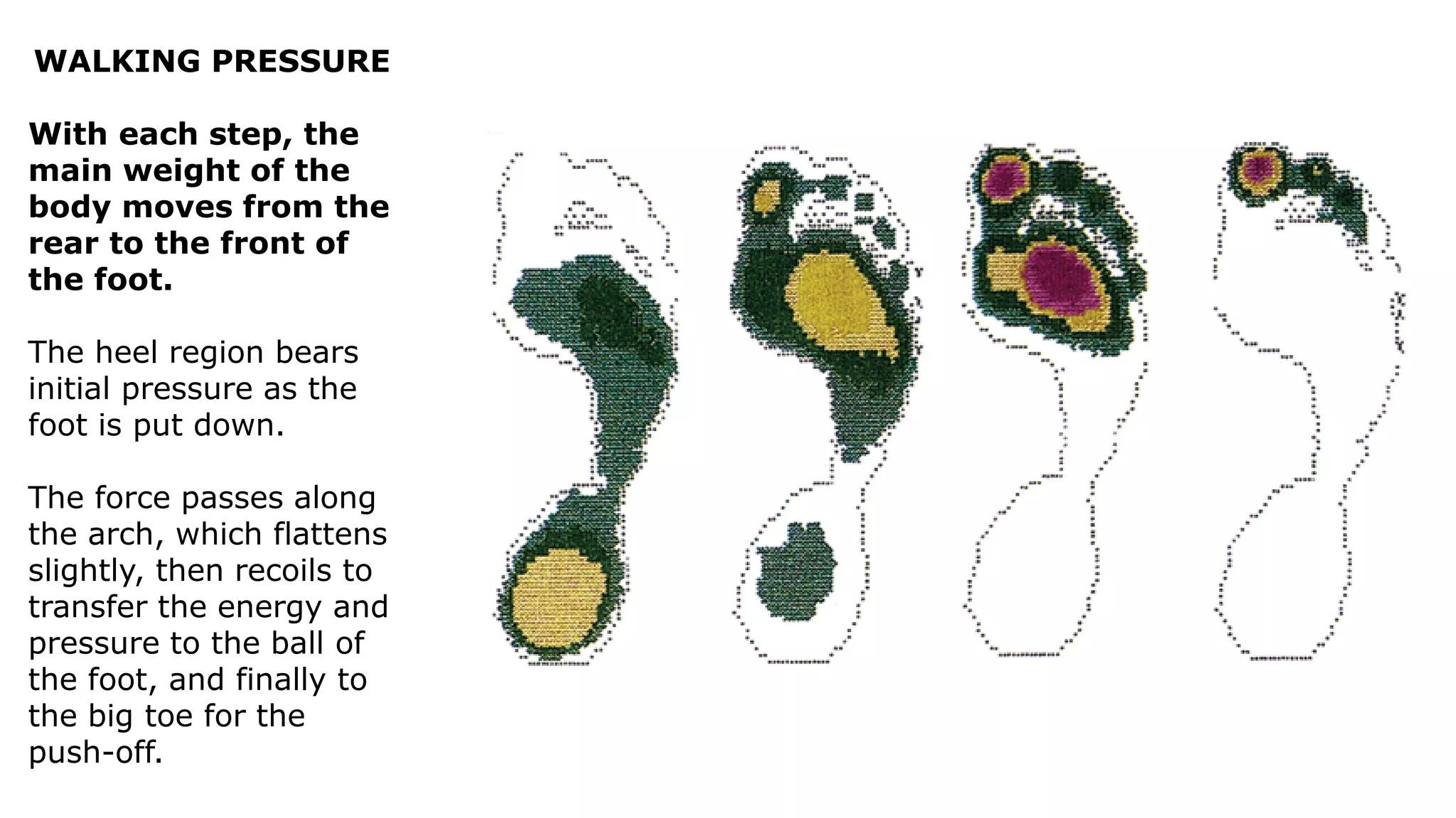 WALKING PRESSURE
With each step, the
main weight of the
body moves from the
rear to the front of
the foot.
The heel region bears
initial pressure as the
foot is put down.
The force passes along
the arch, which flattens
slightly, then recoils to
transfer the energy and
pressure to the ball of
the foot, and finally to
the big toe for the
push-off.
 