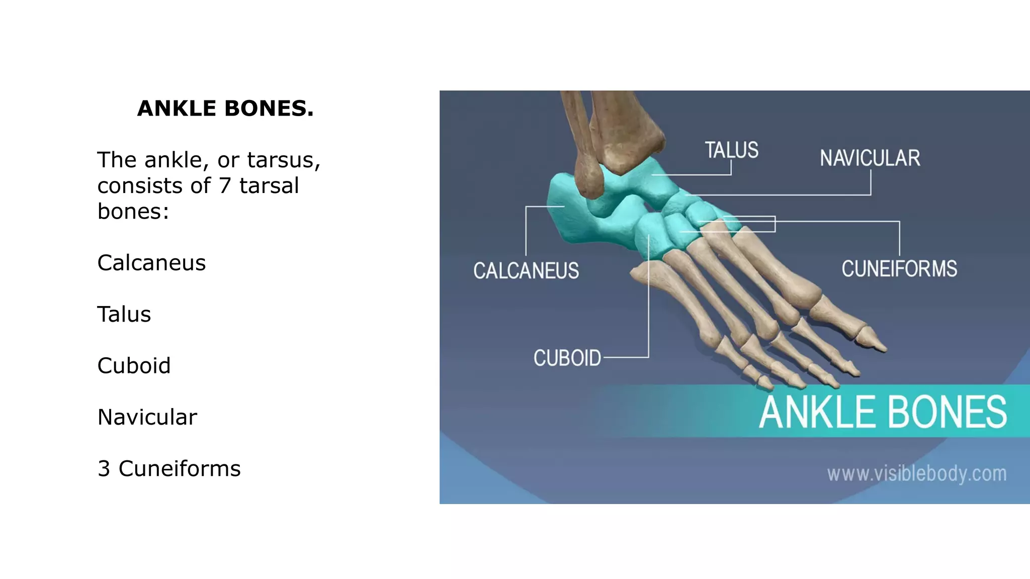 ANKLE BONES.
The ankle, or tarsus,
consists of 7 tarsal
bones:
Calcaneus
Talus
Cuboid
Navicular
3 Cuneiforms
 