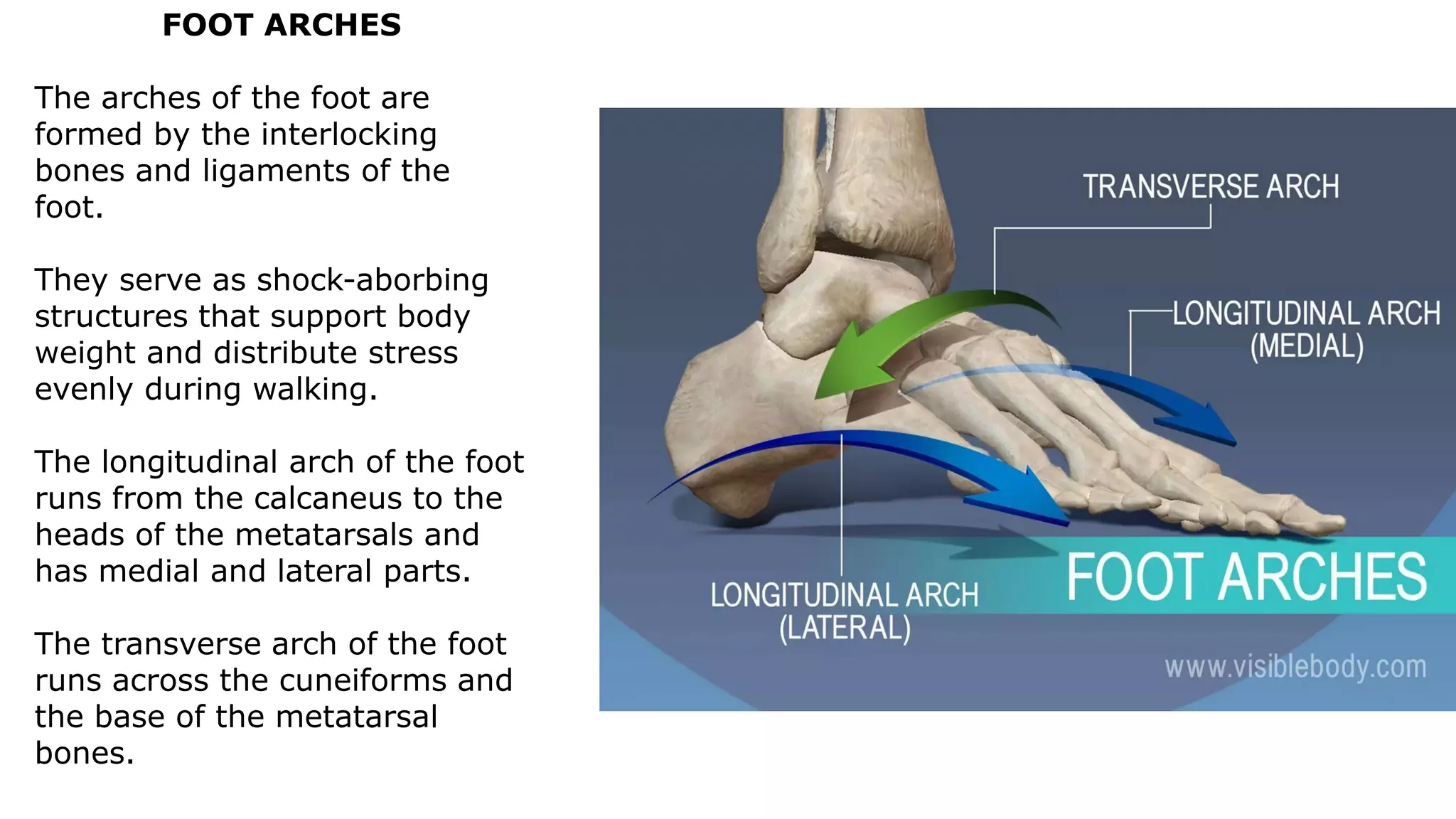 FOOT ARCHES
The arches of the foot are
formed by the interlocking
bones and ligaments of the
foot.
They serve as shock-aborbing
structures that support body
weight and distribute stress
evenly during walking.
The longitudinal arch of the foot
runs from the calcaneus to the
heads of the metatarsals and
has medial and lateral parts.
The transverse arch of the foot
runs across the cuneiforms and
the base of the metatarsal
bones.
 