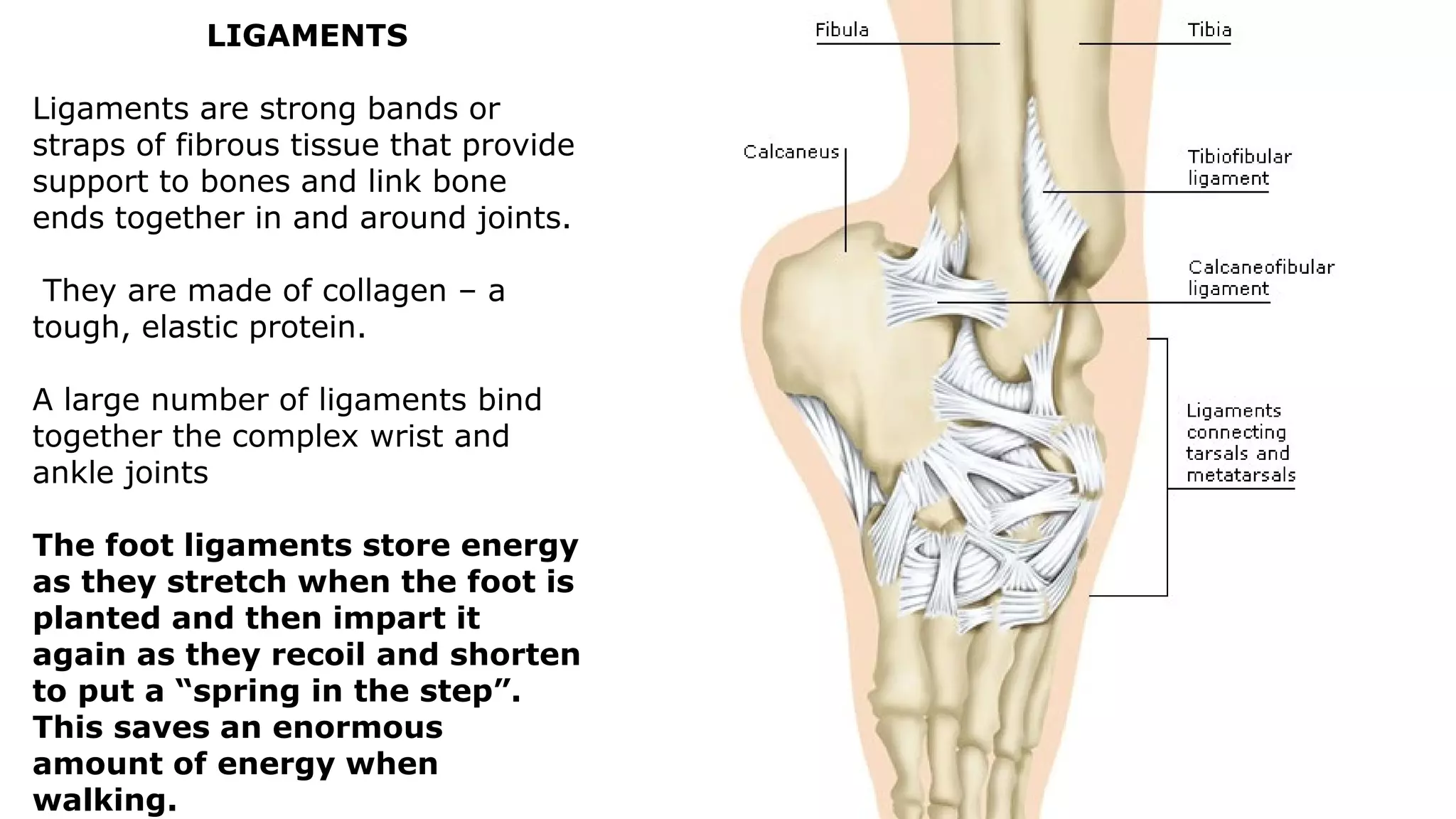 LIGAMENTS
Ligaments are strong bands or
straps of fibrous tissue that provide
support to bones and link bone
ends together in and around joints.
They are made of collagen – a
tough, elastic protein.
A large number of ligaments bind
together the complex wrist and
ankle joints
The foot ligaments store energy
as they stretch when the foot is
planted and then impart it
again as they recoil and shorten
to put a “spring in the step”.
This saves an enormous
amount of energy when
walking.
 
