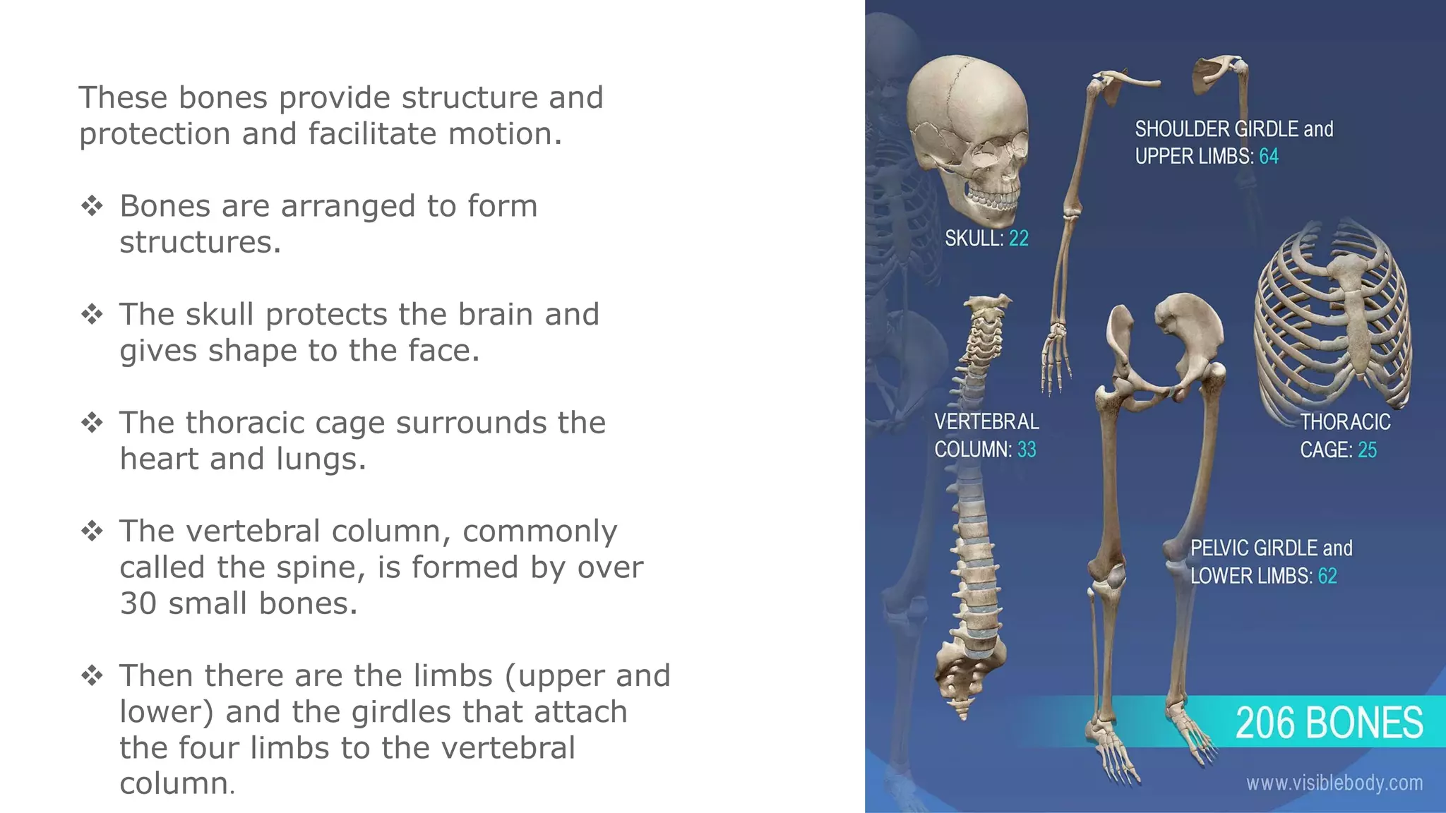 These bones provide structure and
protection and facilitate motion.
 Bones are arranged to form
structures.
 The skull protects the brain and
gives shape to the face.
 The thoracic cage surrounds the
heart and lungs.
 The vertebral column, commonly
called the spine, is formed by over
30 small bones.
 Then there are the limbs (upper and
lower) and the girdles that attach
the four limbs to the vertebral
column.
 