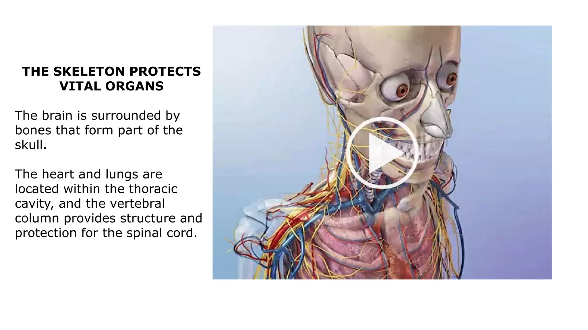 THE SKELETON PROTECTS
VITAL ORGANS
The brain is surrounded by
bones that form part of the
skull.
The heart and lungs are
located within the thoracic
cavity, and the vertebral
column provides structure and
protection for the spinal cord.
 