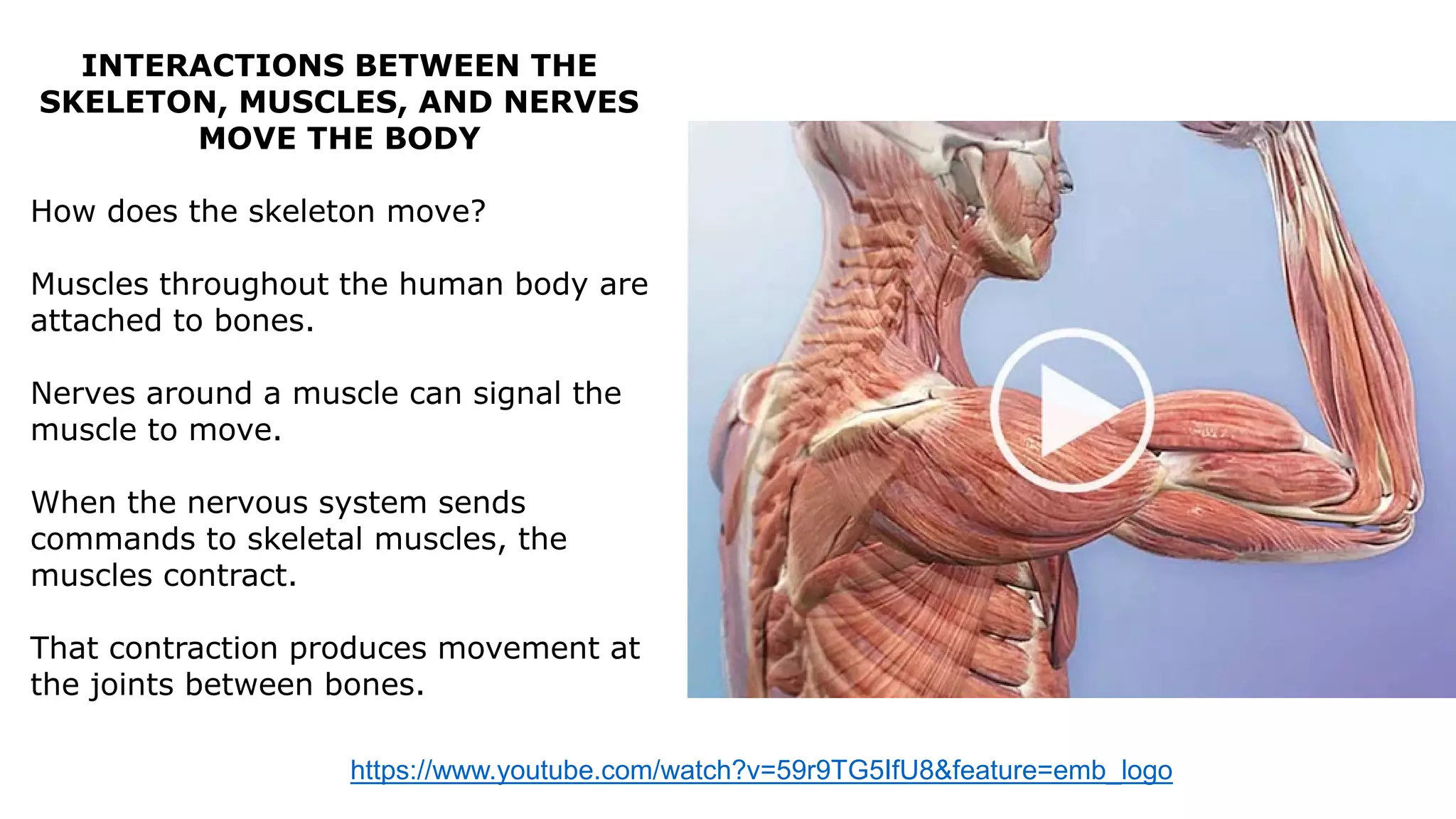 INTERACTIONS BETWEEN THE
SKELETON, MUSCLES, AND NERVES
MOVE THE BODY
How does the skeleton move?
Muscles throughout the human body are
attached to bones.
Nerves around a muscle can signal the
muscle to move.
When the nervous system sends
commands to skeletal muscles, the
muscles contract.
That contraction produces movement at
the joints between bones.
https://www.youtube.com/watch?v=59r9TG5IfU8&feature=emb_logo
 