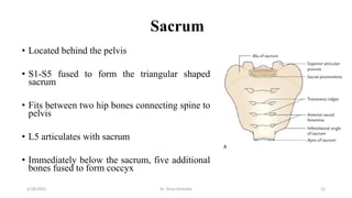 The Skeletal System and the Joints- III.pdf
