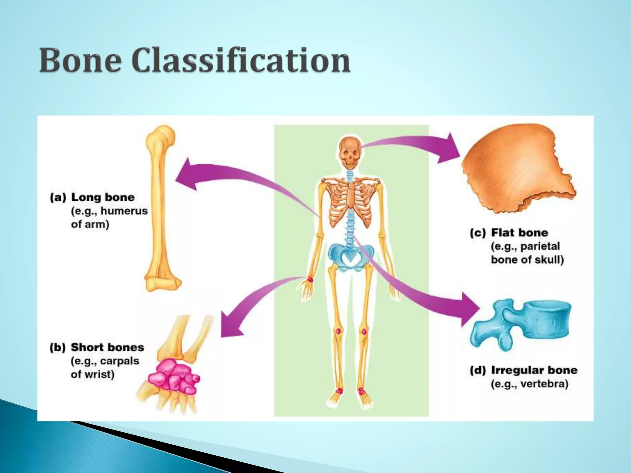 The skeletal system anatomy Biology Diagrams