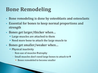  Bone remodeling is done by osteoblasts and osteoclasts
 Essential for bones to keep normal proportions and
strength
 Bones get larger/thicker when…
 Large muscles are attached to them
 Need more bone to attach the large muscle to
 Bones get smaller/weaker when…
 Physical inactivity
 Non-use of musclesatrophy
 Small muscles don’t need large bones to attach to
 Bones remodeled to become smaller
 