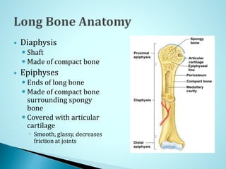  Diaphysis
 Shaft
 Made of compact bone
 Epiphyses
 Ends of long bone
 Made of compact bone
surrounding spongy
bone
 Covered with articular
cartilage
 Smooth, glassy, decreases
friction at joints
 