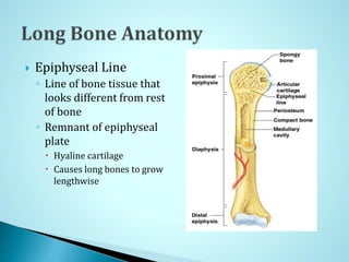  Epiphyseal Line
◦ Line of bone tissue that
looks different from rest
of bone
◦ Remnant of epiphyseal
plate
 Hyaline cartilage
 Causes long bones to grow
lengthwise
 
