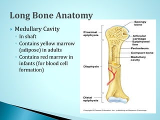  Medullary Cavity
◦ In shaft
◦ Contains yellow marrow
(adipose) in adults
◦ Contains red marrow in
infants (for blood cell
formation)
 