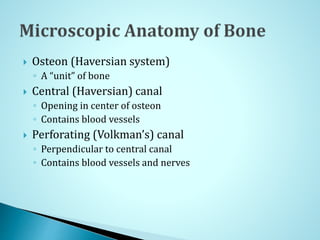  Osteon (Haversian system)
◦ A “unit” of bone
 Central (Haversian) canal
◦ Opening in center of osteon
◦ Contains blood vessels
 Perforating (Volkman’s) canal
◦ Perpendicular to central canal
◦ Contains blood vessels and nerves
 