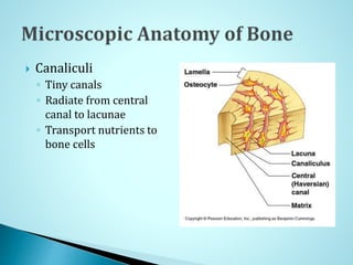  Canaliculi
◦ Tiny canals
◦ Radiate from central
canal to lacunae
◦ Transport nutrients to
bone cells
 