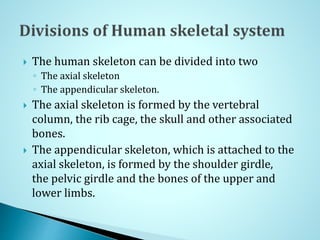  The human skeleton can be divided into two
◦ The axial skeleton
◦ The appendicular skeleton.
 The axial skeleton is formed by the vertebral
column, the rib cage, the skull and other associated
bones.
 The appendicular skeleton, which is attached to the
axial skeleton, is formed by the shoulder girdle,
the pelvic girdle and the bones of the upper and
lower limbs.
 