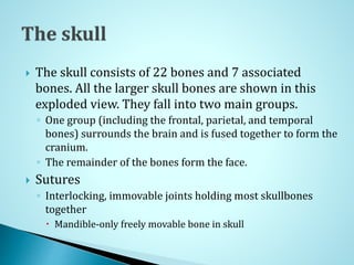  The skull consists of 22 bones and 7 associated
bones. All the larger skull bones are shown in this
exploded view. They fall into two main groups.
◦ One group (including the frontal, parietal, and temporal
bones) surrounds the brain and is fused together to form the
cranium.
◦ The remainder of the bones form the face.
 Sutures
◦ Interlocking, immovable joints holding most skullbones
together
 Mandible-only freely movable bone in skull
 