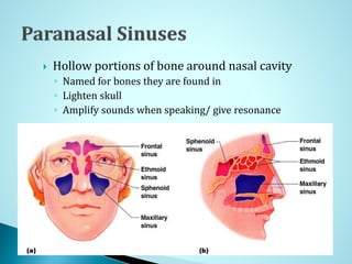  Hollow portions of bone around nasal cavity
◦ Named for bones they are found in
◦ Lighten skull
◦ Amplify sounds when speaking/ give resonance
 