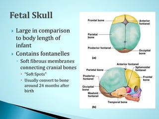  Large in comparison
to body length of
infant
 Contains fontanelles
◦ Soft fibrous membranes
connecting cranial bones
 “Soft Spots”
 Usually convert to bone
around 24 months after
birth
 
