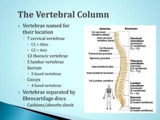  Vertebrae named for
their location
◦ 7 cervical vertebrae
 C1 = Atlas
 C2 = Axis
◦ 12 thoracic vertebrae
◦ 5 lumbar vertebrae
◦ Sacrum
 5 fused vertebrae
◦ Coccyx
 4 fused vertebrae
 Vertebrae separated by
fibrocartilage discs
◦ Cushions/absorbs shock
 
