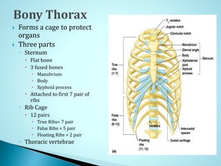  Forms a cage to protect
organs
 Three parts
◦ Sternum
 Flat bone
 3 fused bones
 Manubrium
 Body
 Xyphoid process
 Attached to first 7 pair of
ribs
◦ Rib Cage
 12 pairs
 True Ribs= 7 pair
 False Ribs = 5 pair
 Floating Ribs = 2 pair
◦ Thoracic vertebrae
 