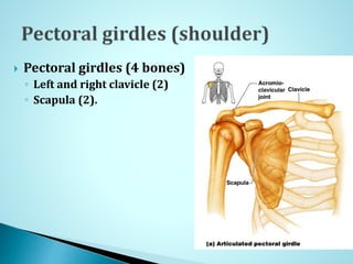  Pectoral girdles (4 bones)
◦ Left and right clavicle (2)
◦ Scapula (2).
 
