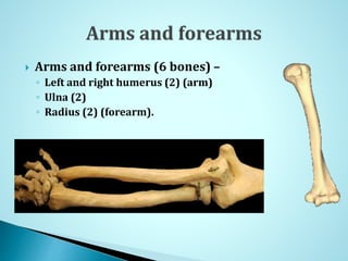  Arms and forearms (6 bones) –
◦ Left and right humerus (2) (arm)
◦ Ulna (2)
◦ Radius (2) (forearm).
 