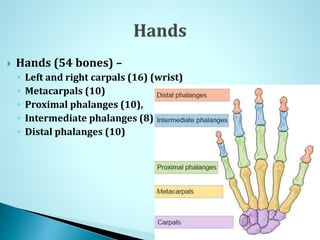  Hands (54 bones) –
◦ Left and right carpals (16) (wrist)
◦ Metacarpals (10)
◦ Proximal phalanges (10),
◦ Intermediate phalanges (8)
◦ Distal phalanges (10)
 