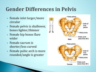  Female inlet larger/more
circular
 Female pelvis is shallower,
bones lighter/thinner
 Female hip bones flare
wider
 Female sacrum is
shorter/less curved
 Female pubic arch is more
rounded/angle is greater
 