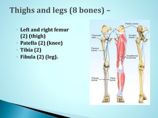 ◦ Left and right femur
(2) (thigh)
◦ Patella (2) (knee)
◦ Tibia (2)
◦ Fibula (2) (leg).
 