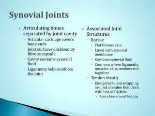  Articulating bones
separated by joint cavity
◦ Articular cartilage covers
bone ends
◦ Joint surfaces enclosed by
fibrous capsule
◦ Cavity contains synovial
fluid
◦ Ligaments help reinforce
the joint
 Associated Joint
Structures
◦ Bursae
 Flat fibrous sacs
 Lined with synovial
membrane
 Contains synovial fluid
 Common where ligaments,
muscles, skin, tendons rub
together
◦ Tendon sheath
 Elongated bursa wrapping
around a tendon that deals
with lots of friction
 Like a bun around hot dog
 