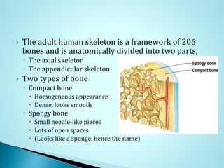 The skeletal system anatomy | PPSX