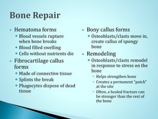  Hematoma forms
 Blood vessels rupture
when bone breaks
 Blood filled swelling
 Cells without nutrients die
 Fibrocartilage callus
forms
 Made of connective tissue
 Splints the break
 Phagocytes dispose of dead
tissue
 Bony callus forms
 Osteoblasts/clasts move in,
create callus of spongy
bone
 Remodeling
 Osteoblasts/clasts remodel
in response to stress on the
bone
 Helps strengthen bone
 Creates a permanent “patch”
at the site
 Often, a healed fracture can
be stronger than the rest of
the bone
 