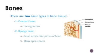 The skeletal system | PDF