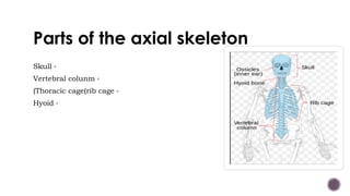 Parts of the axial skeleton
▪Skull
▪Vertebral colunm
▪(Thoracic cage(rib cage
▪Hyoid
 