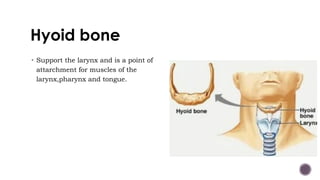 Hyoid bone
• Support the larynx and is a point of
attarchment for muscles of the
larynx,pharynx and tongue.
 