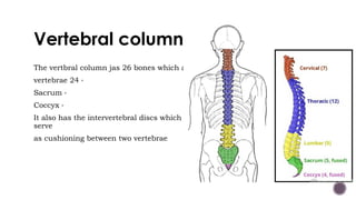 Vertebral column
The vertbral column jas 26 bones which are
▪vertebrae 24
▪Sacrum
▪Coccyx
It also has the intervertebral d...