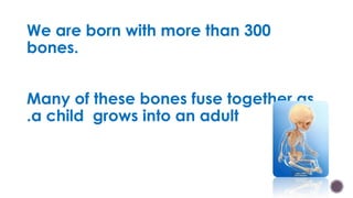 We are born with more than 300
bones.
Many of these bones fuse together as
.a child grows into an adult
 