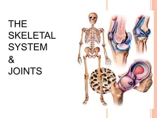 THE
SKELETAL
SYSTEM
&
JOINTS
 