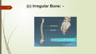 The Skeletal System Part 1 General Anatomy | PPTX