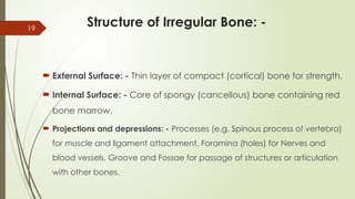 The Skeletal System Part 1 General Anatomy | PPTX
