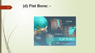 The Skeletal System Part 1 General Anatomy | PPTX