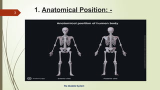 Human Skeleton Direction The Skeletal System Part 1 General Anatomy | PPTX