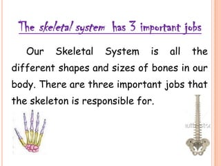 The skeletal system has 3 important jobs
Our Skeletal System is all the
different shapes and sizes of bones in our
body. There are three important jobs that
the skeleton is responsible for.
 