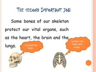 THE SECOND IMPORTANT JOB
Some bones of our skeleton
protect our vital organs, such
as the heart, the brain and the
lungs. I protect the
brain.
I protect the
heart and
lungs.
 