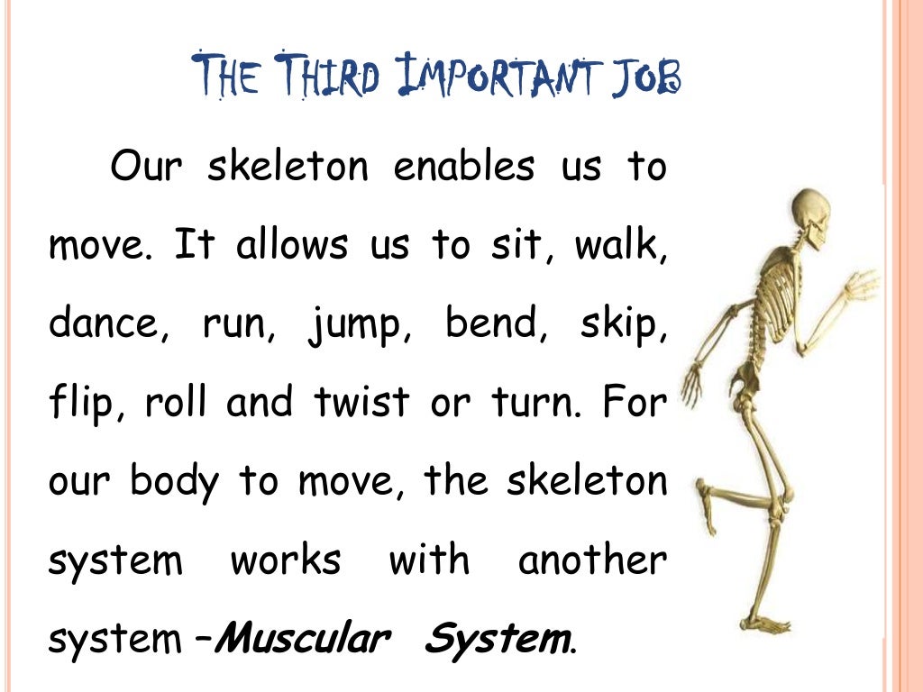 the skeletal system amp the muscular system why is the skeletal system important to us
