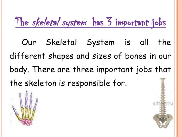 the skeletal system & the muscular system the skeletal system & the muscular system, Muscles