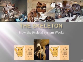 The Skeleton How the Skeletal system Works © 