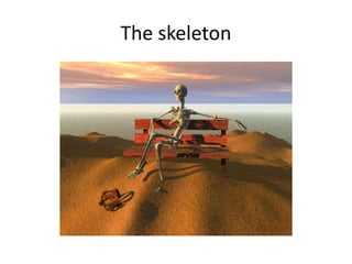 The skeleton 
 