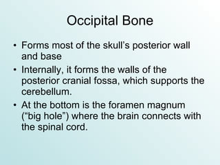 Occipital Bone Forms most of the skull’s posterior wall and base Internally, it forms the walls of the posterior cranial fossa, which supports the cerebellum. At the bottom is the foramen magnum (“big hole”) where the brain connects with the spinal cord. 