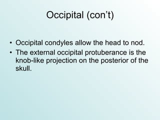 Occipital (con’t) Occipital condyles allow the head to nod. The external occipital protuberance is the knob-like projection on the posterior of the skull. 