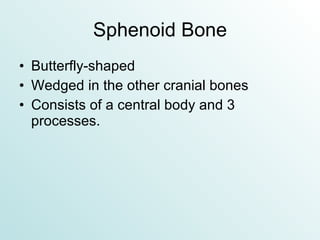 Sphenoid Bone Butterfly-shaped Wedged in the other cranial bones Consists of a central body and 3 processes. 