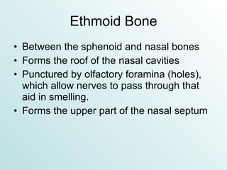 Ethmoid Bone Between the sphenoid and nasal bones Forms the roof of the nasal cavities Punctured by olfactory foramina (holes), which allow nerves to pass through that aid in smelling. Forms the upper part of the nasal septum 