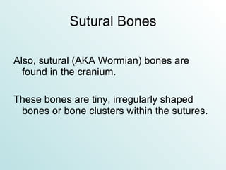 Sutural Bones Also, sutural (AKA Wormian) bones are found in the cranium. These bones are tiny, irregularly shaped bones or bone clusters within the sutures. 